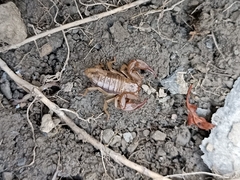 Euscorpius