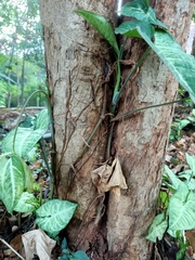 Syngonium podophyllum