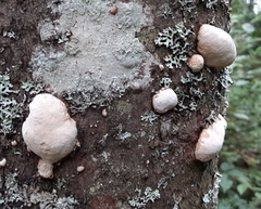 Cryptoporus volvatus