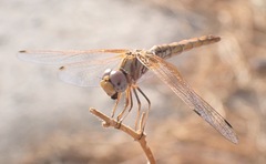 Trithemis kirbyi