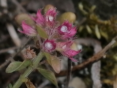 Menthinae