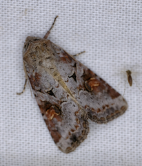 Trichordestra legitima