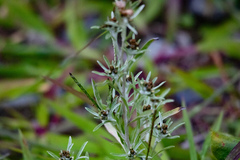 Gnaphalium uliginosum