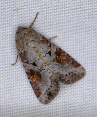 Trichordestra legitima