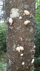 Cryptoporus volvatus