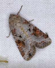 Trichordestra legitima