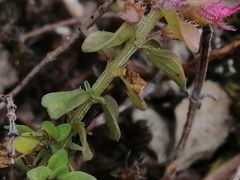 Menthinae