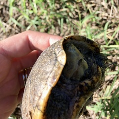 Sternotherus odoratus