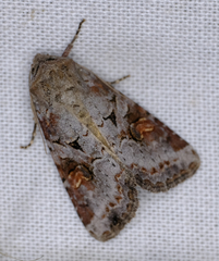 Trichordestra legitima