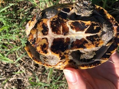 Sternotherus odoratus