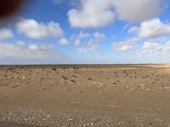 Camelus dromedarius