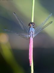 Orthetrum migratum