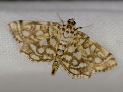 Lygropia rivulalis