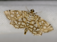 Lygropia rivulalis