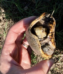 Sternotherus odoratus