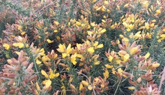 Ulex