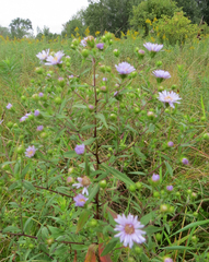 Symphyotrichum novi-belgii