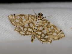 Lygropia rivulalis
