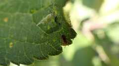 Malacocoris chlorizans