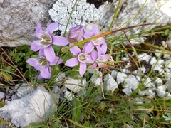 Gentianella