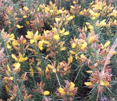Ulex
