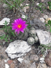 Neolloydia conoidea