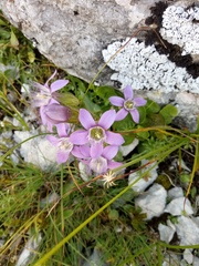 Gentianella