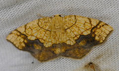 Nematocampa resistaria