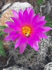 Neolloydia conoidea