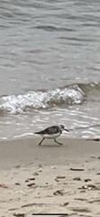 Calidris