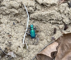 Cicindela sexguttata