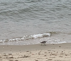 Calidris