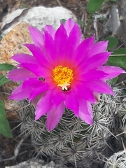 Neolloydia conoidea