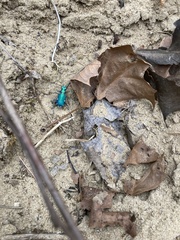 Cicindela sexguttata
