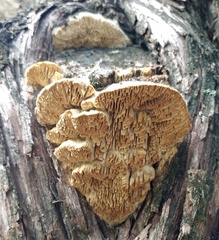 Subantrodia juniperina