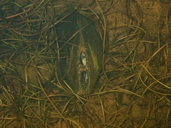 Unionidae