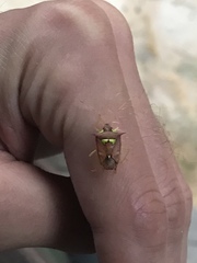 Rhyncholepta