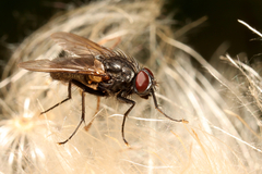 Azeliinae