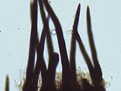 Cercospora