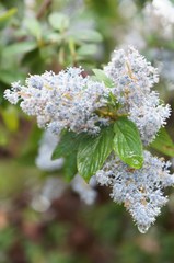 Ceanothus caeruleus