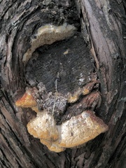 Subantrodia juniperina