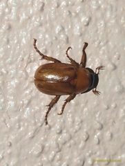 Cyclocephala lurida