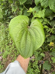 Dioscorea bulbifera