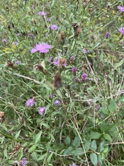 Centaurea nigrescens