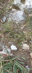 Hierophis viridiflavus