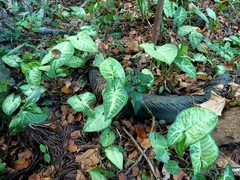 Syngonium podophyllum