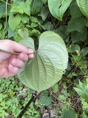 Dioscorea bulbifera