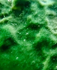 Cyanobacteria