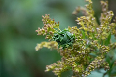 Rhopalomyia solidaginis