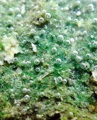 Cyanobacteria